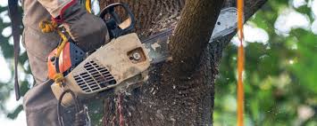 Best Arborist Consultation Services  in Desert Edge, CA