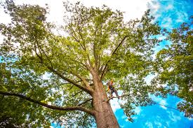 Best Tree Health Inspection  in Desert Edge, CA