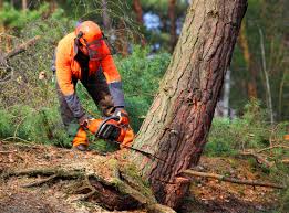 Reliable Desert Edge, CA Tree Care Solutions