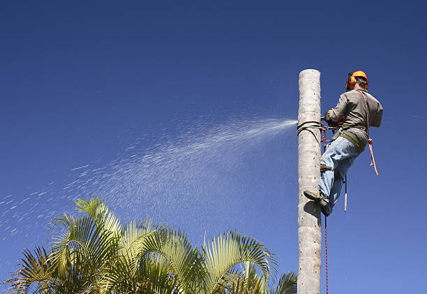 Best Emergency Tree Removal  in Desert Edge, CA