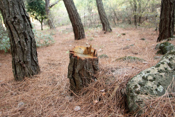 Best Tree Risk Assessment  in Desert Edge, CA