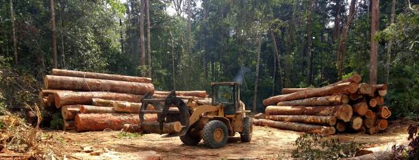 How Our Tree Care Process Works  in  Desert Edge, CA