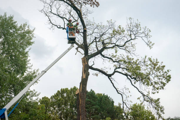Tree and Shrub Care in Desert Edge, CA