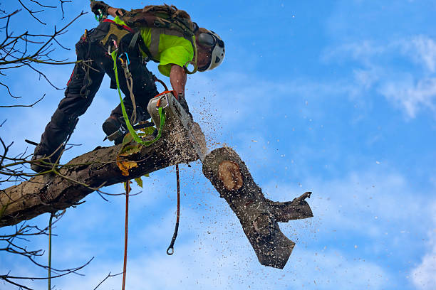Best Hedge Trimming  in Desert Edge, CA